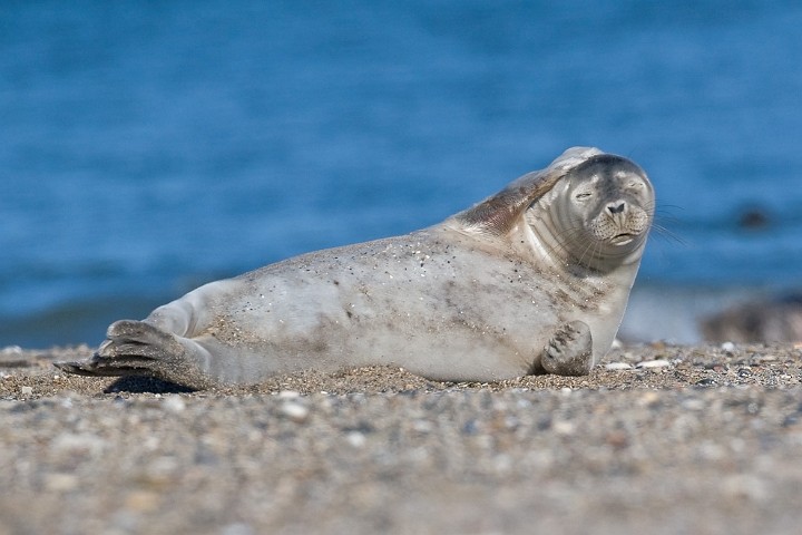 Seehund Phoca vitulina